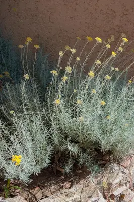 a group of plants with yellow flowers on a rock at Résidence U Pirellu in Porto-Vecchio