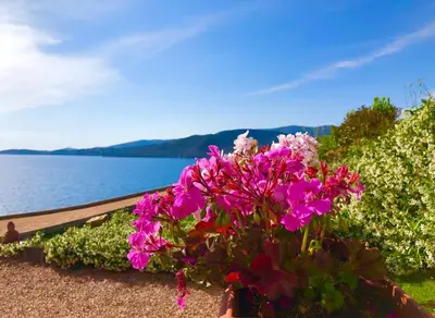a person holding a bouquet of flowers next to the water at L'armandulina in Sagone