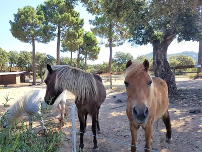 two horses standing next to each other in a field at Villas Lantana in Porto-Vecchio