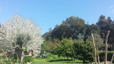a garden with white trees and grass and trees at A Cantina Chalet avec Piscine proche d Ajaccio in Carbuccia