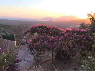 a tree covered in pink flowers with the sunset in the background at Gites Ugliastru PORTICCIO in Eccica-Suarella
