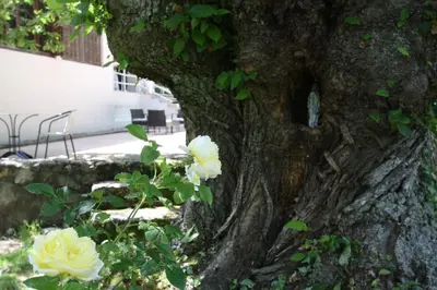 a tree with two white roses growing in it at 1er Consul SAS a Bussinca in Bocognano
