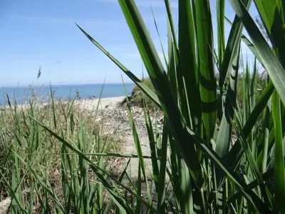 a view of the beach through the grass at Vue sur mer et montagnes in Moriani Plage