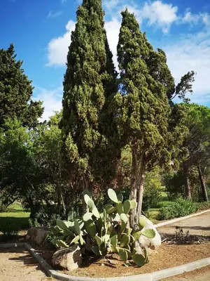 a group of trees and plants in a park at Residence Cala Sultana -Baie Santa Giulia - rez jardin 1ere ligne in Porto-Vecchio