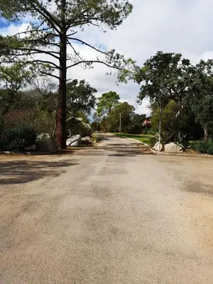 an empty road with a tree in the middle at Residence Cala Sultana -Baie Santa Giulia - rez jardin 1ere ligne in Porto-Vecchio