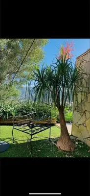 a swing and a palm tree in a park at Residence Paradisu Ajaccio in Appietto