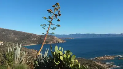 a plant on the side of a hill next to the ocean at Les Sables Blancs de la Liscia in Calcatoggio