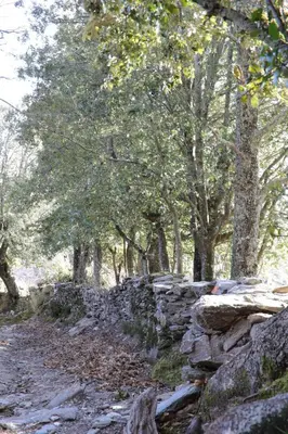 a stone wall in front of some trees at Casa Di Lucia Mi-Hotel in Mazzola