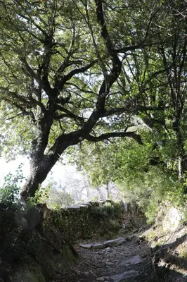 a tree hanging over a dirt trail in a forest at Casa Di Lucia Mi-Hotel in Mazzola