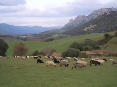a herd of sheep grazing in a grassy field at Maison de Campagne in Sarragia