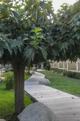 a tree in the middle of a walkway at Isola Hôtel in Borgo