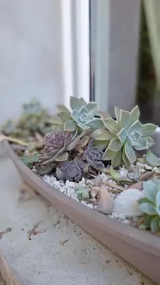a planter with succulents and other plants in it at T2 de 45 m2 sur Porticcio avec Jardin in Porticcio