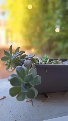 a potted plant sitting in a planter at T2 de 45 m2 sur Porticcio avec Jardin in Porticcio