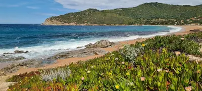 a sandy beach with flowers and the ocean at Les Terrasses de Scaglioli in Villanova