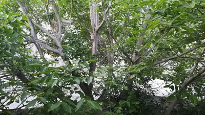 a tree with many branches and green leaves at Rinasce In Corsica in Poggio-di-Venaco