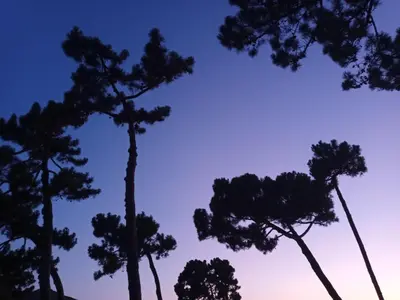 a group of pine trees against the sky at A Luna Rossa in Coti-Chiavari