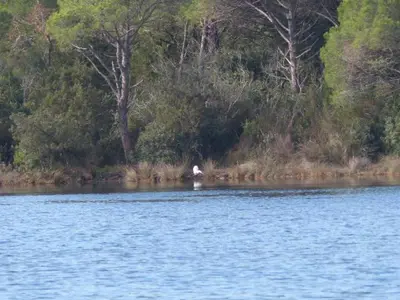 a bird is standing in the middle of a lake at Luna verde in Porto-Vecchio
