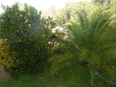 a palm tree in the middle of a garden at Domaine Valdaronu in Sainte-Lucie de Porto-Vecchio