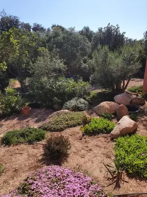 a garden with purple flowers and rocks and trees at Mini-villas Célia à BONIFACIO in Bonifacio