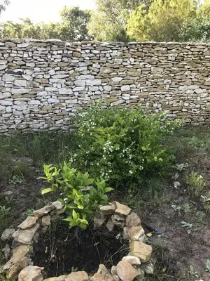 a stone wall with a plant in front of it at Mini-villas Célia à BONIFACIO in Bonifacio