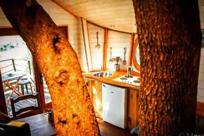 a kitchen in a tiny house with a tree at Cabane Dans les Arbres, Domaine de l Ogliastru in Olmeto