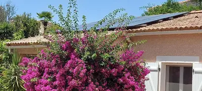 a large bush of purple flowers in front of a house at Villa Les hauts de Benista in Porticcio