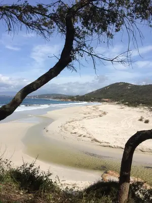 a view of a beach with a tree at Claude et Marie-France in Alata