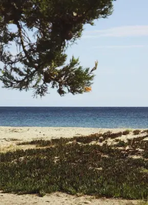 a tree on a beach with the ocean in the background at Village Del Mar in Solaro