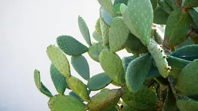 a close up of a green cactus plant at Creste E Mare in Ajaccio
