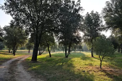 a dirt road through a field with trees at Domaine de Bracciole in Corte