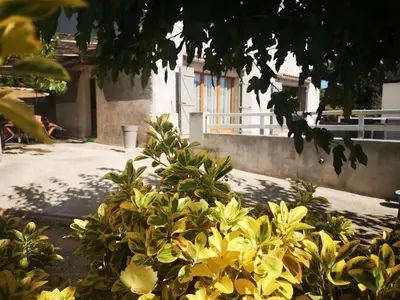 a green plant in front of a swimming pool at E Cabane in Rottani