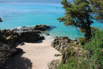 a beach with a tree and the ocean at Duplex en plein centre in Propriano