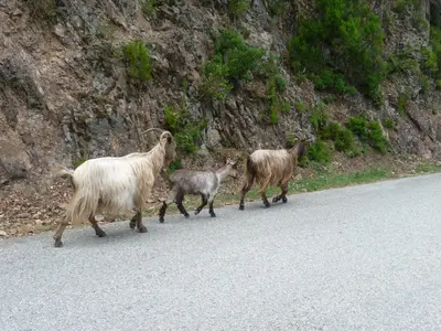 a group of goats walking down a road at Hôtel et Résidence Costa Rossa in Porto Ota
