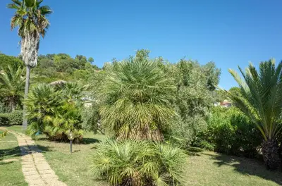 a garden with palm trees and a pathway at Résidence Stella di Mare in Sainte-Lucie de Porto-Vecchio