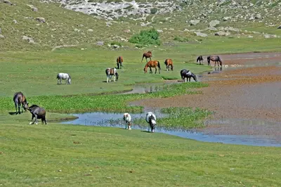 a herd of horses grazing in a field next to a stream at Castel de Vergio in Albertacce
