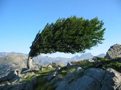 a tree on top of a mountain with rocks at Castel de Vergio in Albertacce