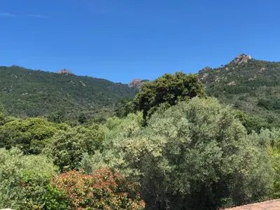 a forest of trees with mountains in the background at Casapiana in Porto-Vecchio