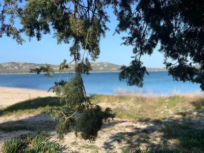 a tree with a view of a body of water at Maison porto vecchio - lecci in Porto-Vecchio