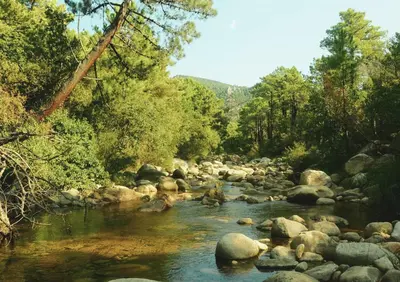 a river with rocks and trees on the side at Camping Mulinacciu in Lecci