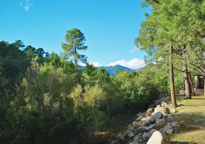 a view of a forest with trees and rocks at Camping Mulinacciu in Lecci