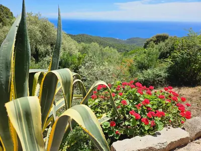 a group of plants and flowers in a garden at Sari- Vue mer- climatisation in Sari Solenzara