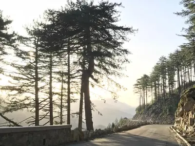 a road with trees on the side of a mountain at Maison entière tout équipé 4 chambre possibilité de 10 couchage Venaco Centre Corse in Venaco