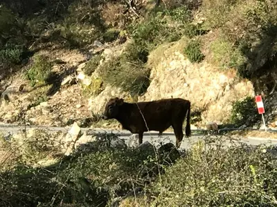 a cow standing in the middle of a road at Maison entière tout équipé 4 chambre possibilité de 10 couchage Venaco Centre Corse in Venaco