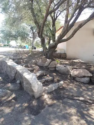 a stone retaining wall with a tree in the middle at gite tomasini sabrina zirilla in Monacia-dʼAullène