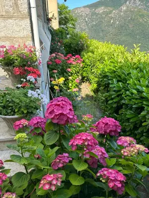 a flower garden with pink flowers and green plants at VILLA SANTINE AVEC TERRASSES et VUE PANORAMIQUE meublé tourisme 4 étoiles in Santa-Lucia-di-Tallano