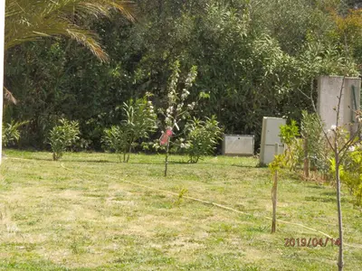 a group of trees in a yard with a rope at corse location in Linguizzetta