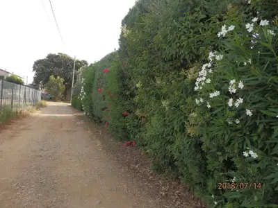 a hedge with white flowers on a dirt road at corse location in Linguizzetta