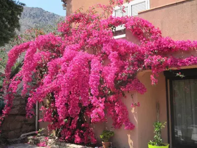 a bunch of pink flowers on a building at Villa Pastriccialone in Afa