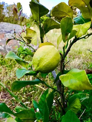 a lime tree with green fruits on it at A Casetta in Pianottoli-Caldarello