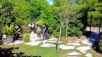 a garden with a small tree and some plants at Maison du bonheur in Borgo